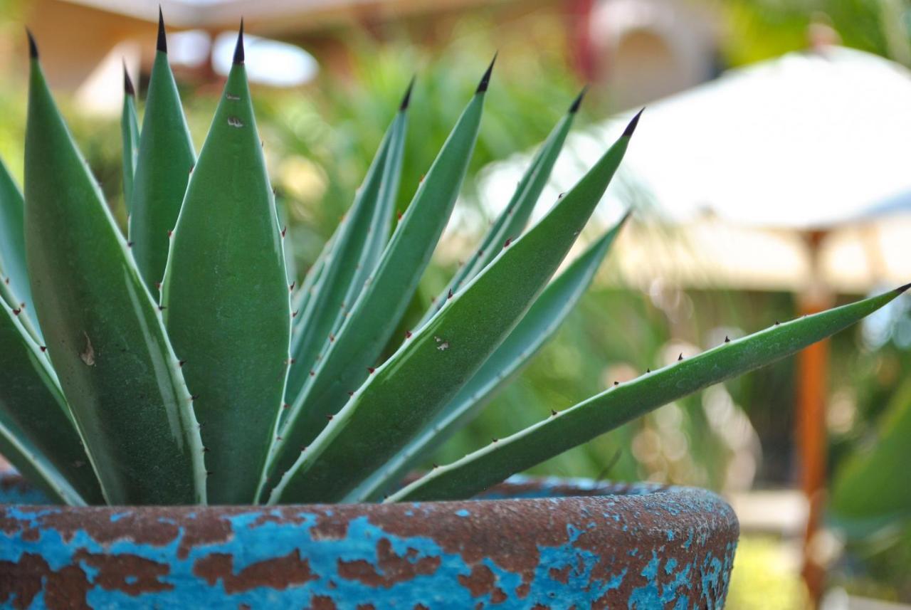 Bed and Breakfast Hacienda De Palmas La Ribera Екстер'єр фото